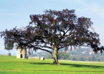 Witton-Castle-Country-Park