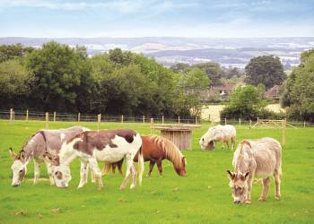 Webbers-Country-Park